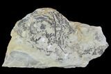 Plate Of Silurian Fossil Algae (Leveillites) - Estonia #102639-1
